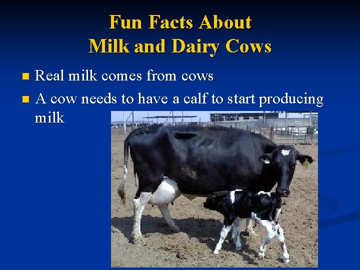 Fun Facts About Milk and Dairy Cows Real milk comes from cows n A