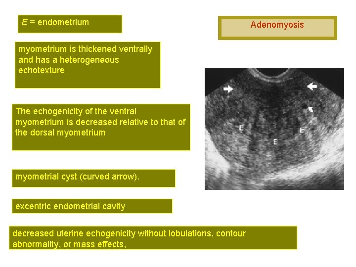 E = endometrium myometrium is thickened ventrally and has a heterogeneous echotexture The echogenicity