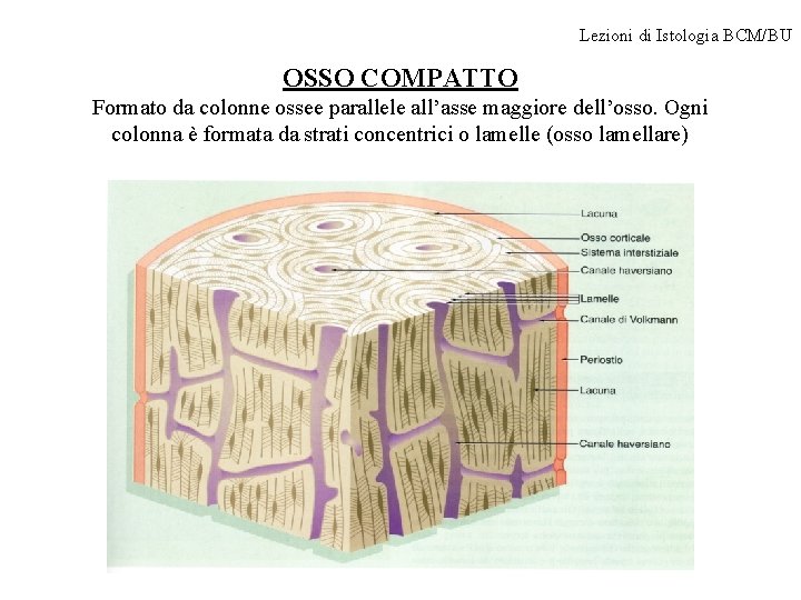 Lezioni di Istologia BCM/BU OSSO COMPATTO Formato da colonne ossee parallele all’asse maggiore dell’osso.