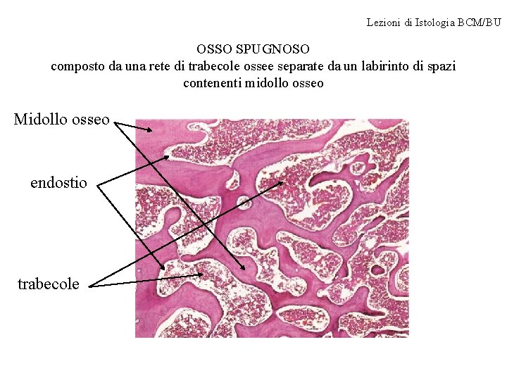 Lezioni di Istologia BCM/BU OSSO SPUGNOSO composto da una rete di trabecole ossee separate