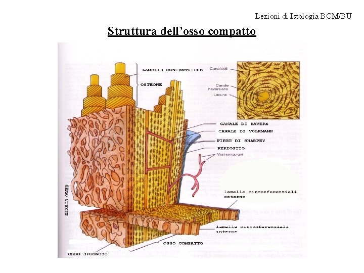 Lezioni di Istologia BCM/BU Struttura dell’osso compatto 