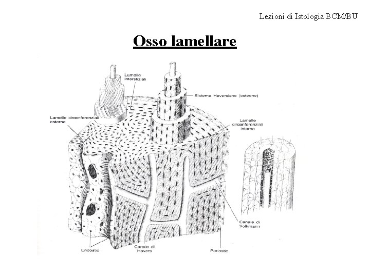 Lezioni di Istologia BCM/BU Osso lamellare 