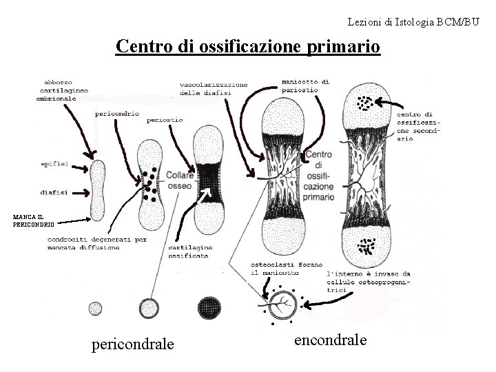 Lezioni di Istologia BCM/BU Centro di ossificazione primario MANCA IL PERICONDRIO pericondrale encondrale 