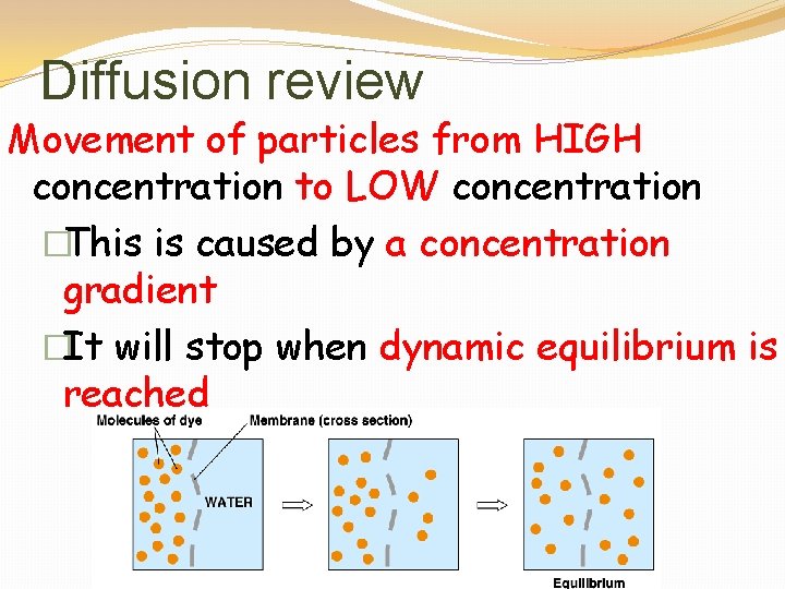 Diffusion review Movement of particles from HIGH concentration to LOW concentration �This is caused