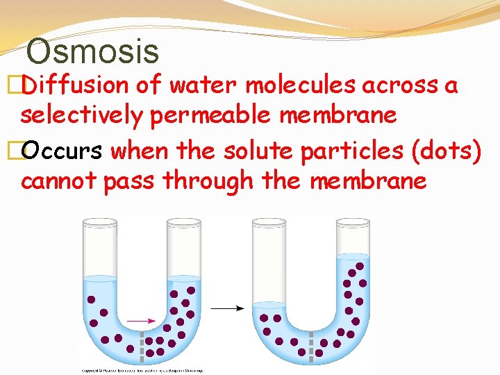 Osmosis �Diffusion of water molecules across a selectively permeable membrane �Occurs when the solute