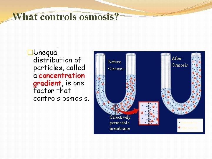 What controls osmosis? �Unequal distribution of particles, called a concentration gradient, is one factor