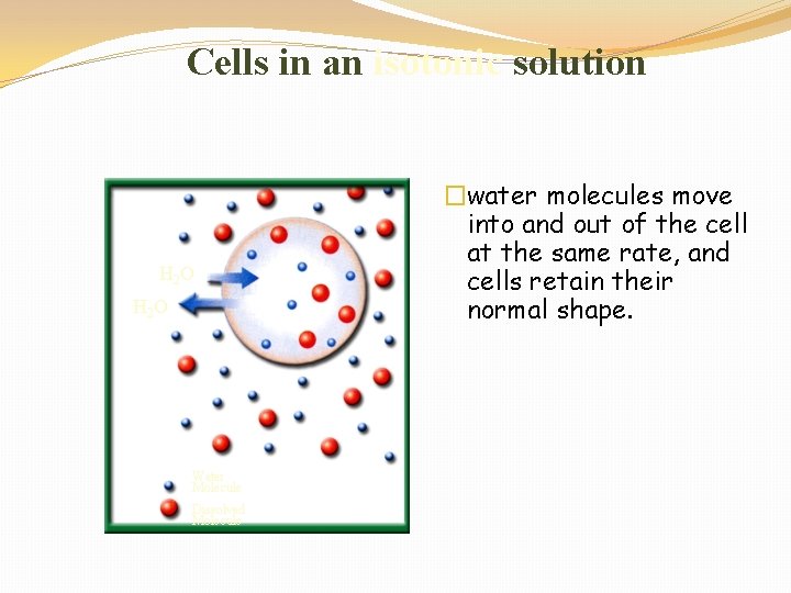 Cells in an isotonic solution H 2 O Water Molecule Dissolved Molecule �water molecules