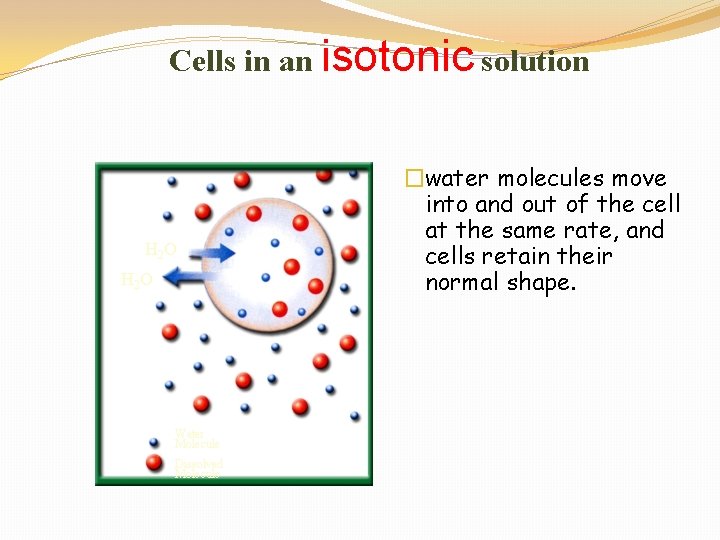 Cells in an isotonic solution H 2 O Water Molecule Dissolved Molecule �water molecules