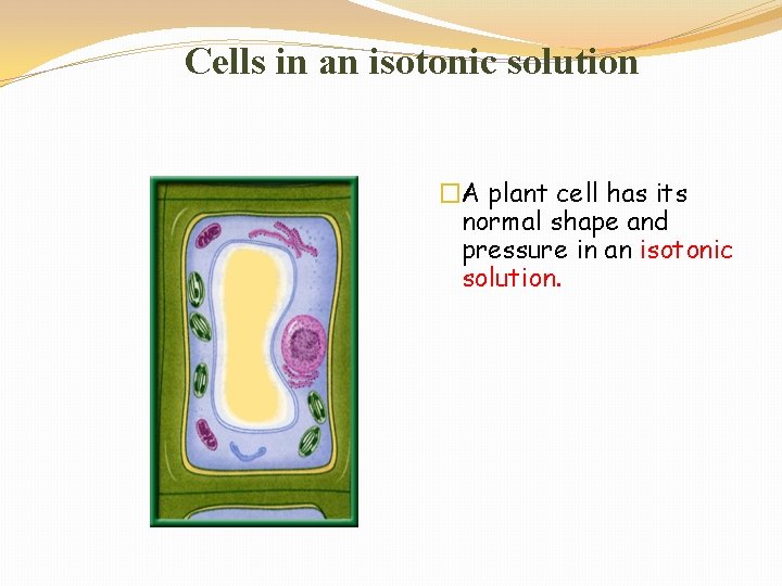 Cells in an isotonic solution �A plant cell has its normal shape and pressure