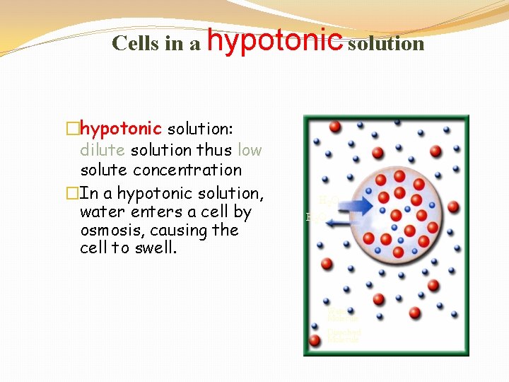 Cells in a hypotonic solution �hypotonic solution: dilute solution thus low solute concentration �In
