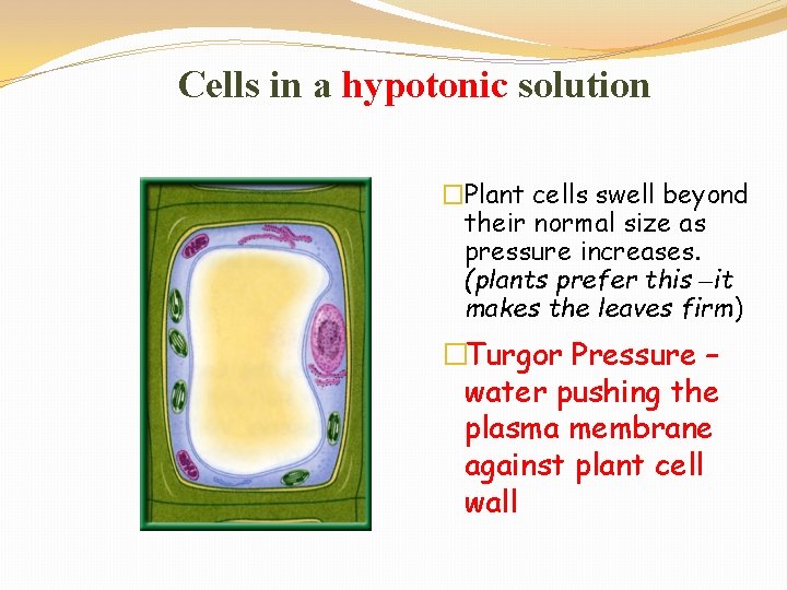 Cells in a hypotonic solution �Plant cells swell beyond their normal size as pressure