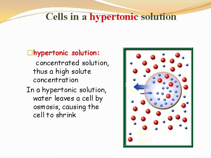 Cells in a hypertonic solution �hypertonic solution: concentrated solution, thus a high solute concentration