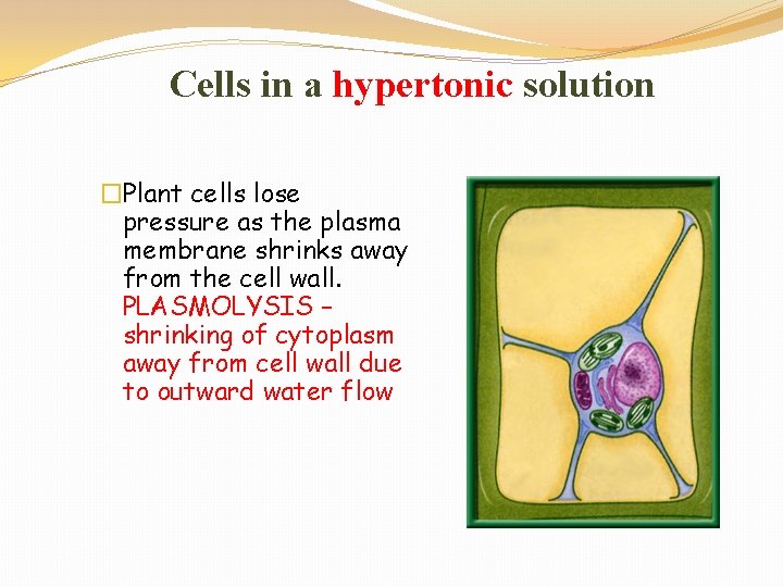 Cells in a hypertonic solution �Plant cells lose pressure as the plasma membrane shrinks