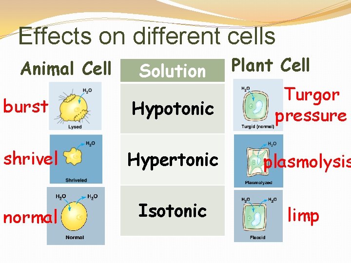 Effects on different cells Animal Cell Solution Plant Cell burst Hypotonic Turgor pressure shrivel
