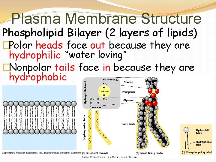 Plasma Membrane Structure Phospholipid Bilayer (2 layers of lipids) �Polar heads face out because