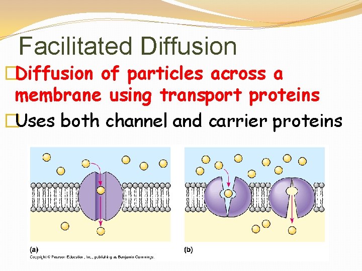 Facilitated Diffusion �Diffusion of particles across a membrane using transport proteins �Uses both channel