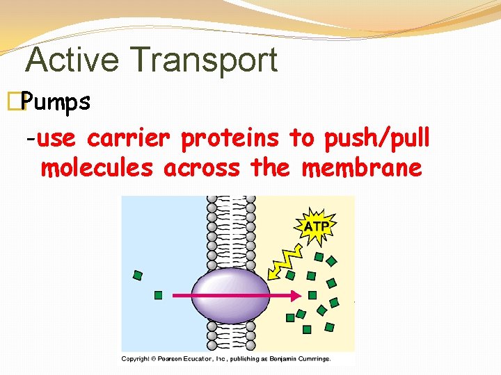 Active Transport �Pumps -use carrier proteins to push/pull molecules across the membrane 