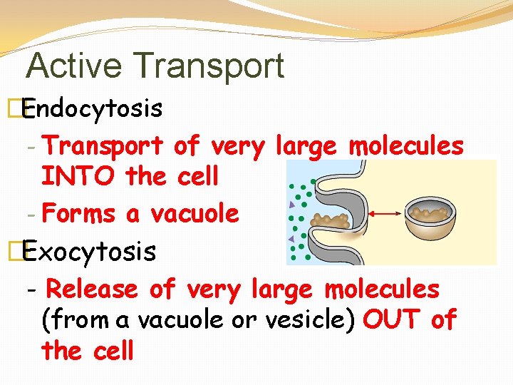 Active Transport �Endocytosis - Transport of very large molecules INTO the cell - Forms