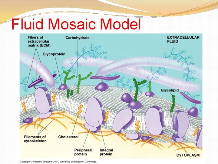 Fluid Mosaic Model 
