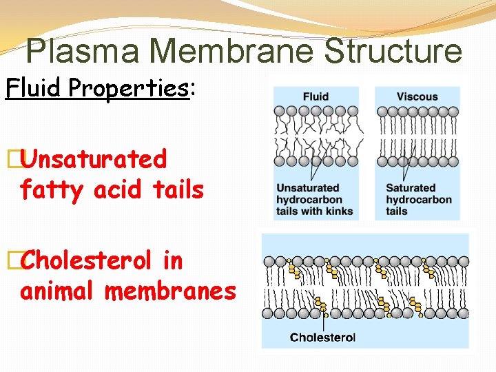 Plasma Membrane Structure Fluid Properties: �Unsaturated fatty acid tails �Cholesterol in animal membranes 