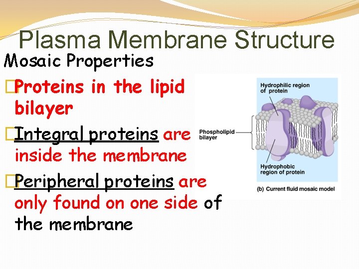 Plasma Membrane Structure Mosaic Properties �Proteins in the lipid bilayer �Integral proteins are inside