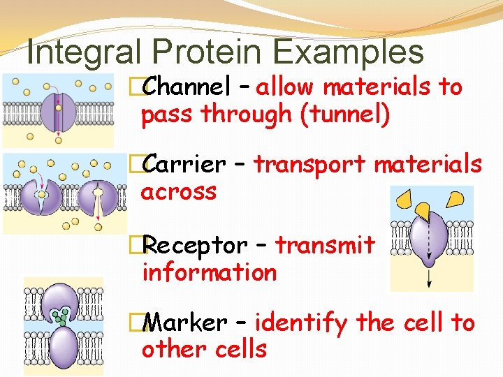 Integral Protein Examples �Channel – allow materials to pass through (tunnel) �Carrier – transport