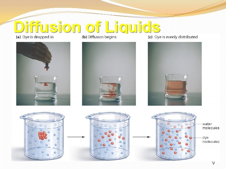 Diffusion of Liquids 9 