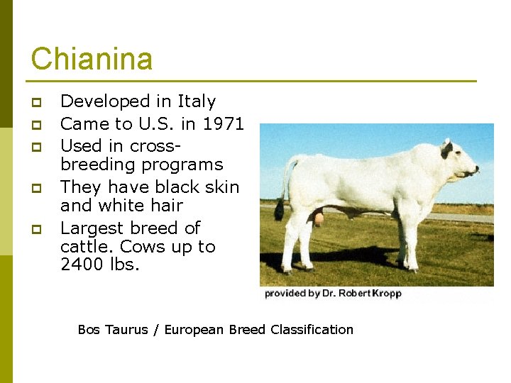 Chianina p p p Developed in Italy Came to U. S. in 1971 Used