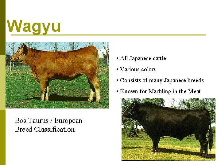 Wagyu • All Japanese cattle • Various colors • Consists of many Japanese breeds