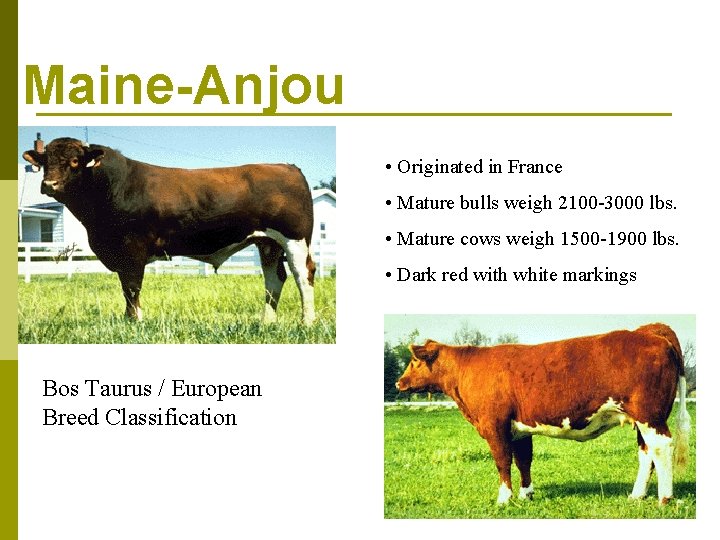 Maine-Anjou • Originated in France • Mature bulls weigh 2100 -3000 lbs. • Mature