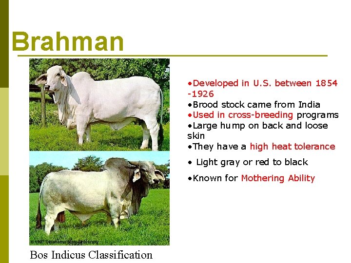 Brahman • Developed in U. S. between 1854 -1926 • Brood stock came from