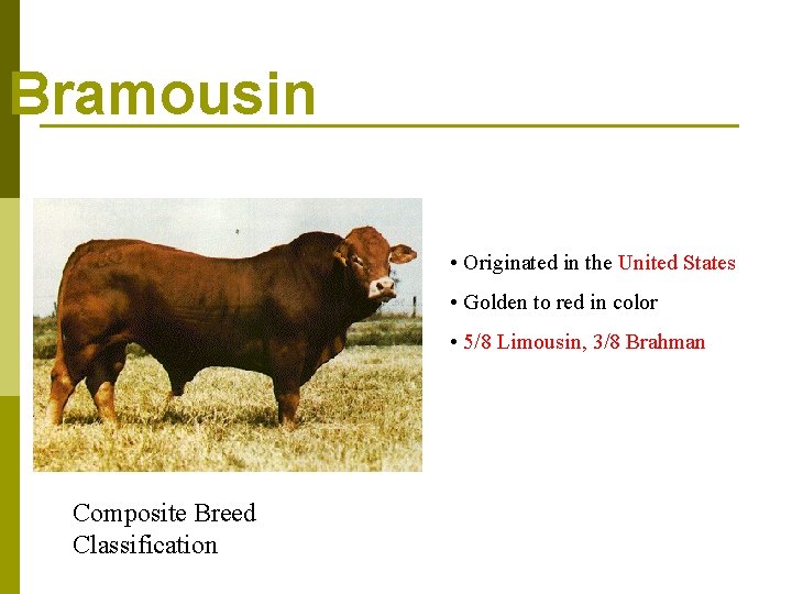 Bramousin • Originated in the United States • Golden to red in color •
