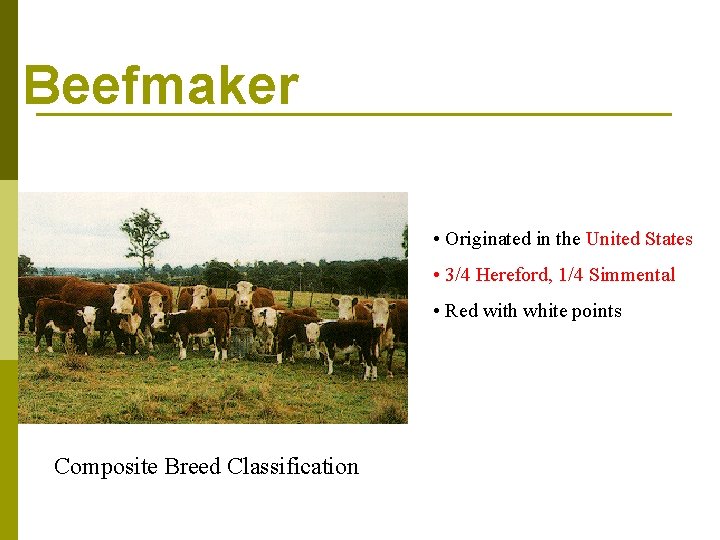 Beefmaker • Originated in the United States • 3/4 Hereford, 1/4 Simmental • Red