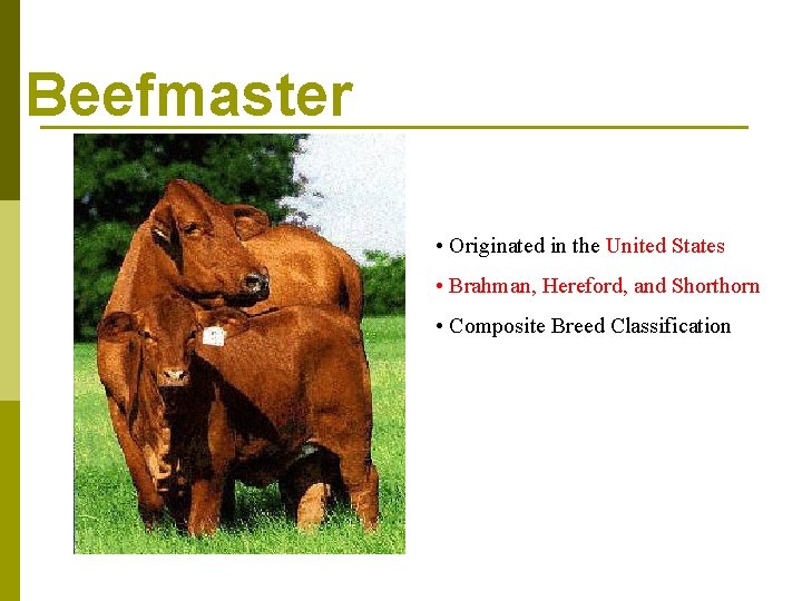 Beefmaster • Originated in the United States • Brahman, Hereford, and Shorthorn • Composite