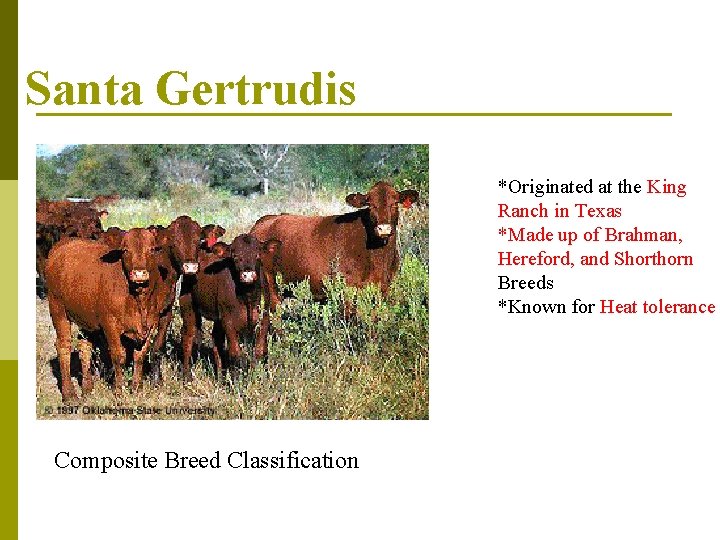 Santa Gertrudis *Originated at the King Ranch in Texas *Made up of Brahman, Hereford,