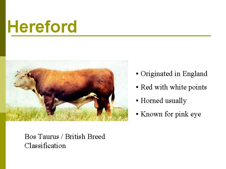 Hereford • Originated in England • Red with white points • Horned usually •