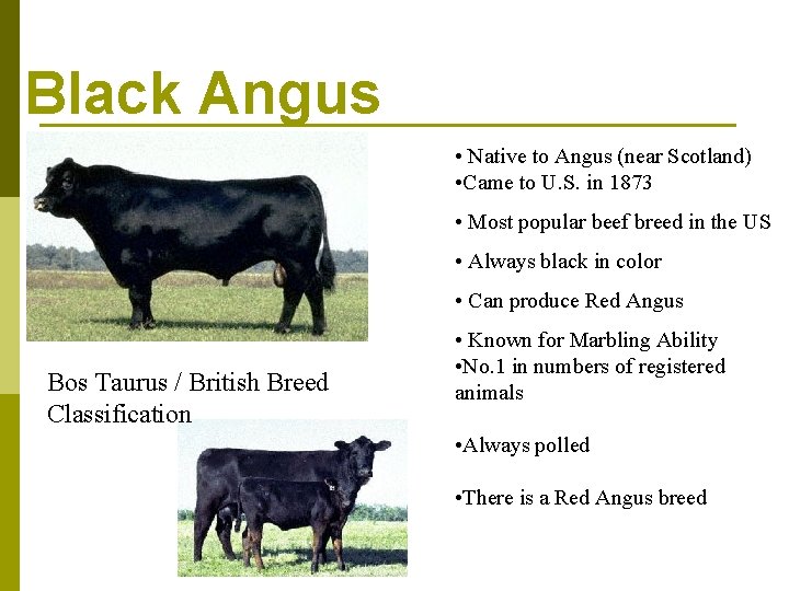 Black Angus • Native to Angus (near Scotland) • Came to U. S. in