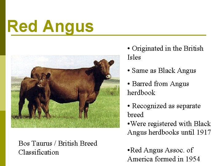 Red Angus • Originated in the British Isles • Same as Black Angus •