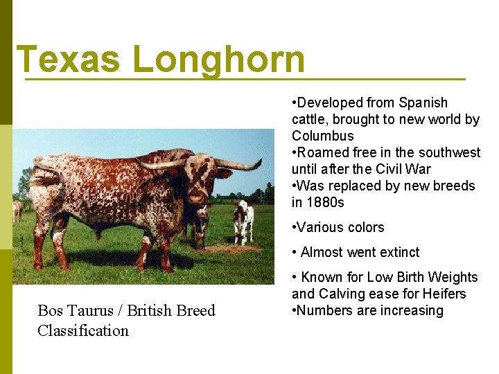 Texas Longhorn • Developed from Spanish cattle, brought to new world by Columbus •