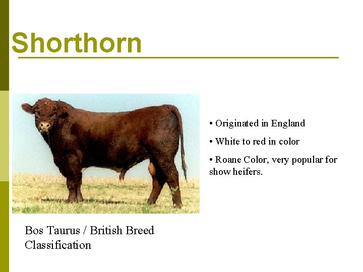 Shorthorn • Originated in England • White to red in color • Roane Color,