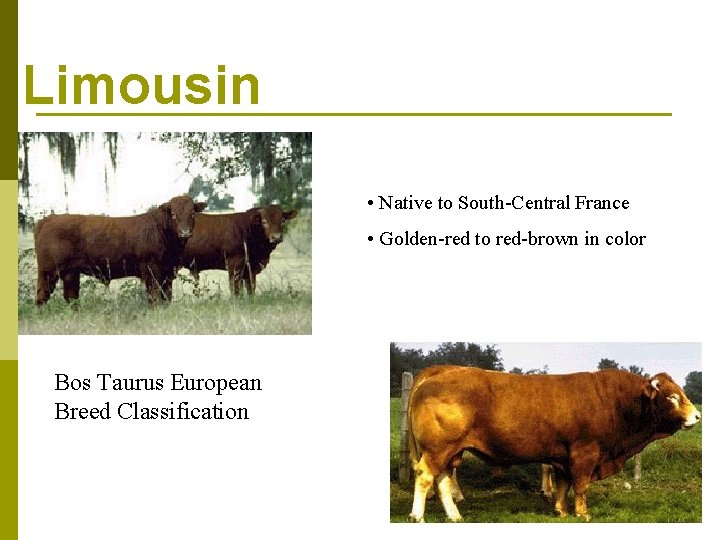 Limousin • Native to South-Central France • Golden-red to red-brown in color Bos Taurus