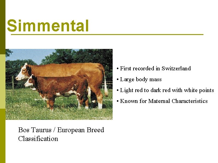 Simmental • First recorded in Switzerland • Large body mass • Light red to