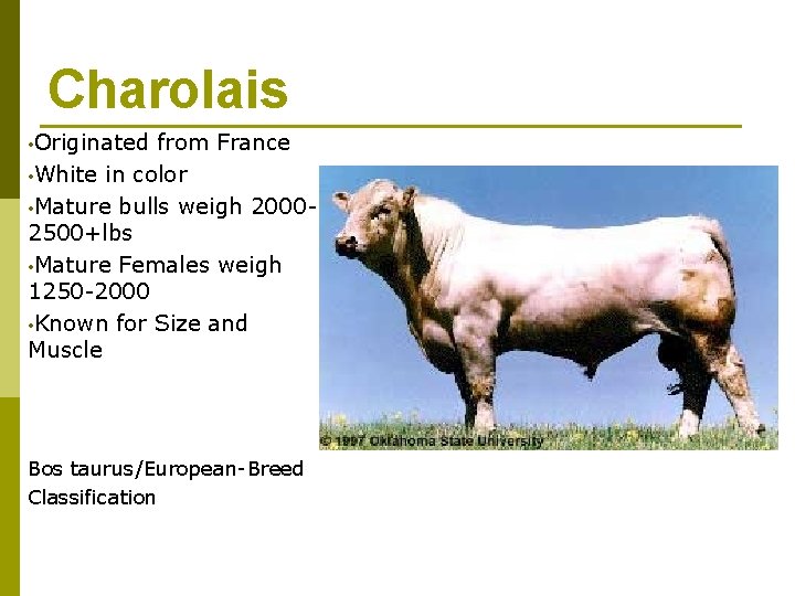 Charolais • Originated from France • White in color • Mature bulls weigh 20002500+lbs