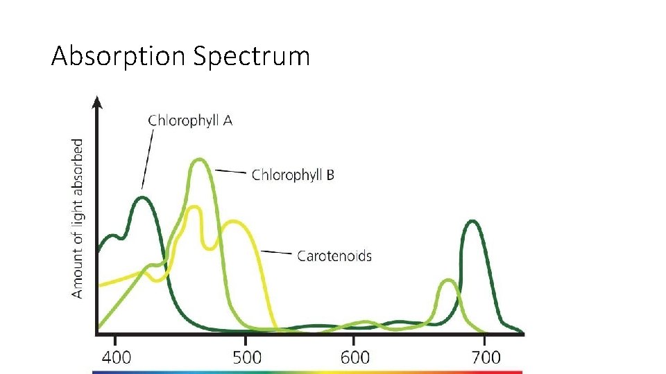 Absorption Spectrum 