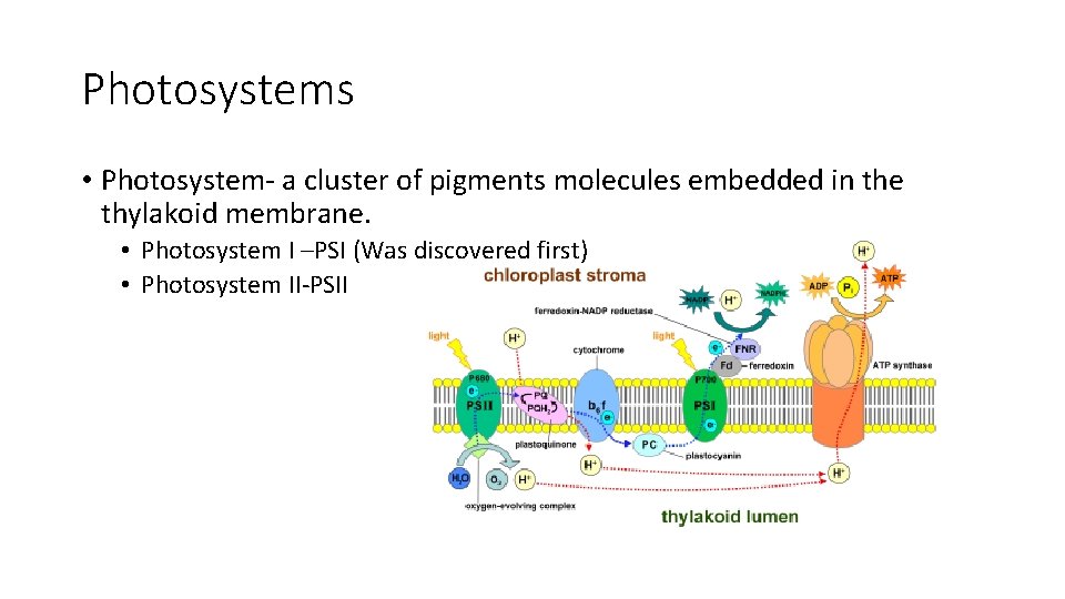 Photosystems • Photosystem- a cluster of pigments molecules embedded in the thylakoid membrane. •