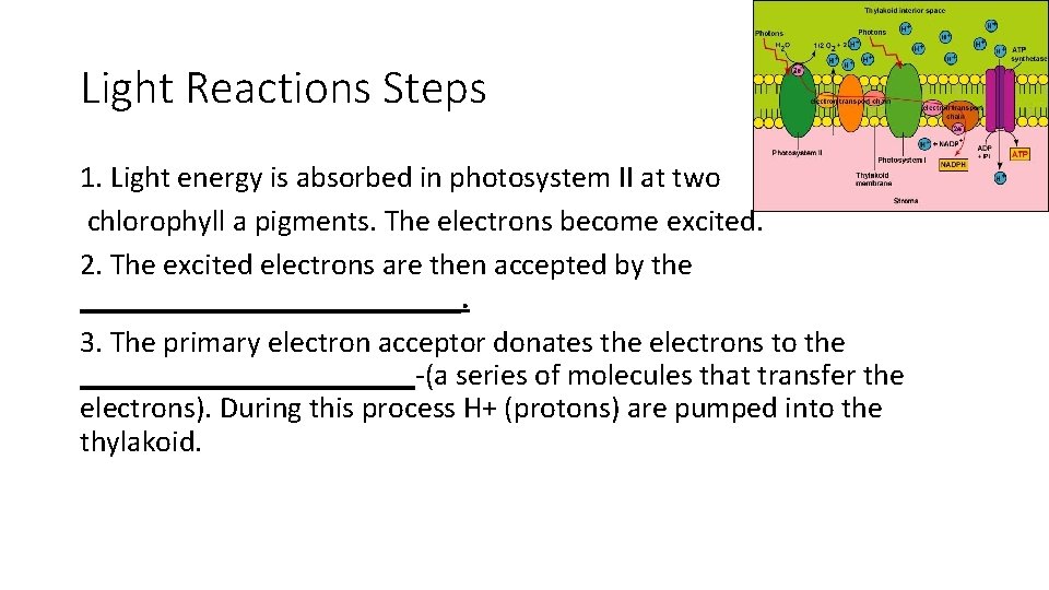 Light Reactions Steps 1. Light energy is absorbed in photosystem II at two chlorophyll