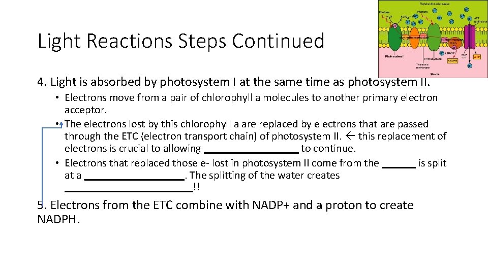 Light Reactions Steps Continued 4. Light is absorbed by photosystem I at the same