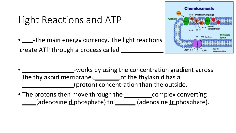 Light Reactions and ATP • ___-The main energy currency. The light reactions create ATP