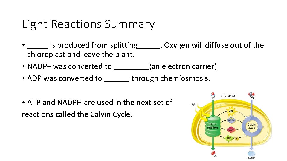 Light Reactions Summary • _____ is produced from splitting _____. Oxygen will diffuse out