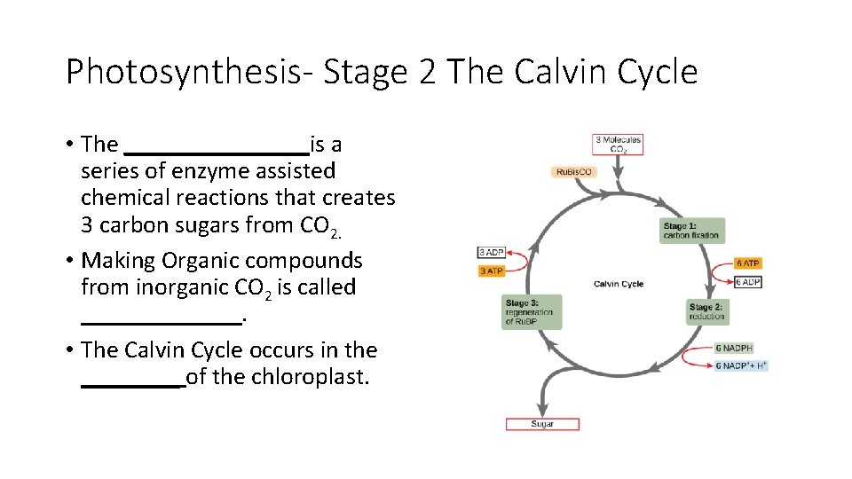 Photosynthesis- Stage 2 The Calvin Cycle • The ________is a series of enzyme assisted